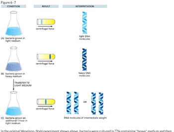 **Figure 6-7: Meselson-Stahl Experiment**

This figure illustrates the results and interpretations from the Meselson-Stahl experiment, which is crucial for understanding DNA replication. 

**Condition A:**
- **Bacteria Grown in Light Medium**
  - **Result:** When subjected to centrifugal force, the DNA forms a band towards the top of the tube.
  - **Interpretation:** These are light DNA molecules. The DNA was synthesized with lighter nitrogen isotopes.

**Condition B:**
- **Bacteria Grown in Heavy Medium**
  - **Result:** The DNA forms a band towards the bottom of the tube under centrifugal force.
  - **Interpretation:** These are heavy DNA molecules, indicating synthesis with heavier nitrogen isotopes.

**Condition C:**
- **Bacteria Grown an Additional 1 Hour in Light Medium**
  - **Transfer Step:** Bacterial DNA initially grown in heavy medium is transferred to light medium and grown for an additional hour.
  - **Result:** After centrifugation, the DNA forms a band in the middle of the tube.
  - **Interpretation:** These are DNA molecules of intermediate weight. This indicates that the DNA consists of one strand of heavy DNA and one strand of light DNA, supporting the semiconservative model of DNA replication.
