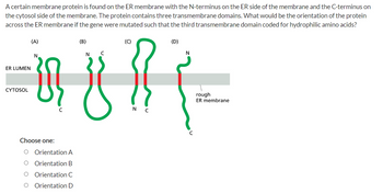 A certain membrane protein is found on the ER membrane with the N-terminus on the ER side of the membrane and the C-terminus on
the cytosol side of the membrane. The protein contains three transmembrane domains. What would be the orientation of the protein
across the ER membrane if the gene were mutated such that the third transmembrane domain coded for hydrophilic amino acids?
(B)
(D)
N
с
N
N
=481 (-
rough
ER membrane
C
ER LUMEN
CYTOSOL
(A)
Choose one:
Orientation A
Orientation B
Orientation C
O Orientation D
(C)
N C