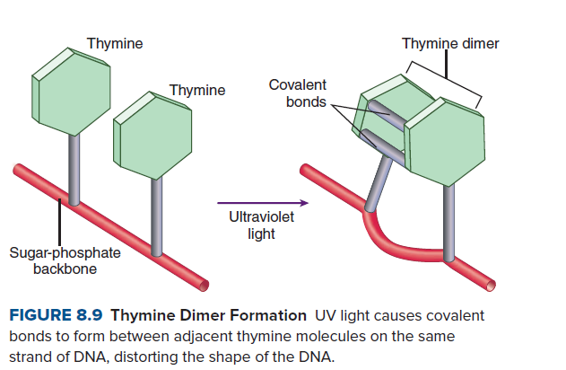 thymine dimer mutation