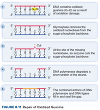 5'
сТА АG-OC T
G ATT сGA
3'
1
3'
DNA contains oxidized
guanine (G-O) as a result
of oxidation damage.
5'
5'
ČÍÁ Á
G ATT сGA
3'
3 Glycosylase removes the
oxidized nucleobase from the
5' sugar-phosphate backbone.
2
ст
Cut
5'
сТА А ст
G ATT сGA
3'
3'
At the site of the missing
nucleobase, an enzyme cuts the
5' sugar-phosphate backbone.
5'
3'
DNA polymerase degrades a
short stretch of the strand.
5'
ст
G ATT сGA
3'
5'
3'
The combined actions of DNA
сТА А Gст
G ATT сGA
3'
polymerase and DNA ligase
1 5' fill in and seal the gap.
FIGURE 8.11 Repair of Oxidized Guanine
in
