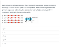 Which diagram below represents the transmembrane protein whose membrane
topology is shown on the right? For each protein, the black line represents the
protein sequence, red rectangles represent a hydrophobic domain, and +++
represents positively charged amino acids.
A NH,+
соо-
B NH+
Co-
axtraceluiar space
C NH,
Co0-
D NH,
- CO0-
cytosol
NH,+
Coo-
E NH,
Co-
A
B.
