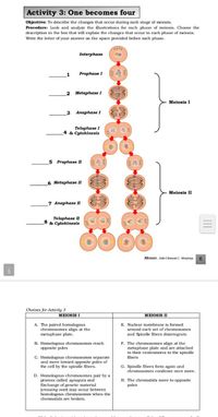 An organism has two pair of chromosomes (i.e., chromosome number = 4).  Diagrammatically represent the chromosomal arrangement during different  phases of meiosis-II.