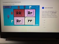 Incomplete Dominance/Codominance
By Tara Chavez. Due on May 7th, 4:00pm
Incomplete
Dominance
r
Соpy link
三
MULTIPLE CHOICE QUESTION
R
RR
Rr
If you cross a red snapdragon with a
white snapdragon what phenotype
should you expect in 100% of the
offspring if snapdragon flowers are
expressed via incomplete dominance?
Rr
r
Pink
Red
YouTube
Rr
White
Lenovo
!!!
