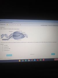 mce
ce.com/student/studentformative/
Online Tools
Juan Bonilla Velasquez > Nimitz 20-21: CA Biology Prosyn
Question 4
(6C) A section of a nucleic acid is shown below.
Nontemplate strand
Polymerase
Ribonudeotide
Template strand
The process represented in the diagram produces a molecule that is complementary to the template strand of DNA. What type of molecule is produced?
Answer
new DNA
G polypeptide
H messenger RNA
carbohydrates
Question 4
Next
+ Previous
ogies inc 2021 - Edugence
Sign out
