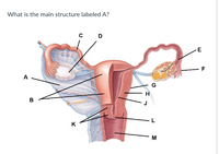 What is the main structure labeled A?
D
E
A
B
K
M
