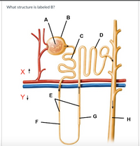 Answered: What Structure Is Labeled B? | Bartleby