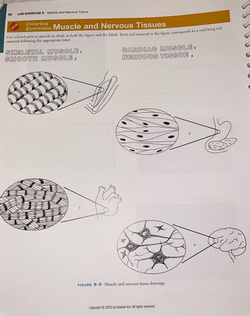 90
LAB EXERCISE 9 Muscle and Nervous Tissue
Coloring
Exercises: Muscle and Nervous Tissues
Use colored pens or pencils to shade in both the figure and the labels. Each red numeral in the figure corresponds to a matching red
numeral following the appropriate label.
SKELETAL MUSCLE₁
SMOOTH MUSCLE 2
2017
CARDIAC MUSCLE 3
NERVOUS TISSUE 4
FIGURE 9-5 Muscle and nervous tissue drawings.
Copyright © 2023 by Elsevier Inc. All rights reserved.