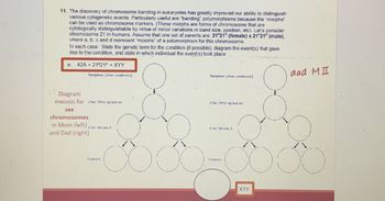 11. The discovery of chromosome banding in eukaryotes has greatly improved our ability to distinguish
various cytogenetic events. Particularly useful are "banding" polymorphisms because the "morphs"
can be used as chromosome markers. (These morphs are forms of chromosome that are
cytologically distinguishable by virtue of minor variations in band size, position, etc). Let's consider
chromosome 21 in humans. Assume that one set of parents are: 2121° (female) x 21°21 (male),
where a, b, c and d represent "morphs" of a polymorphism for this chromosome.
In each case: State the genetic term for the condition (if possible), diagram the event(s) that gave
rise to the condition, and state in which individual the event(s) took place.
e. 42A+21 21+ XYY
Interphase show condensed]:
Interphase show condensed]
Diagram
meiosis for Ader DNA replication:
sex
chromosomes
in Mom (left), Aler Meosis L
and Dad (right)
After DNA replication:
Aler Meiosis L.
Gameles
Gameles
XYY
dad MI