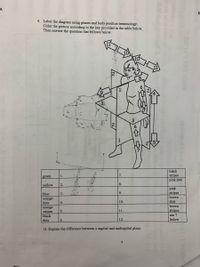 4. Label the diagram using planes and body position terminology.
Color the picture according to the key provided in the table below.
Then answer the question that follows below.
2
6.
black
7.
stripes
pink dots
1.
green
8.
yellow
2.
pink
stripes
brown
dots
blue
3.
9.
orange
dots
4.
10.
brown
orange
1.
stripes
stripes
black
5.
see ?
dots
6.
12.
below
13. Explain the difference between a sagittal and midsagittal plane.
4
goloievd1 bns
b er loda
di od
b fle
