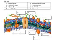 Word Bank:
A. Oligosaccharide
B. Hydrophobic ahelix
C. Glycolipid
D. Phospholipid
E. Integral membrane protein
F. Peripheral protein
G. Cholesterol
H. Glycoprotein
3.
4.
7.
5.
2.
6.
8.
1.
