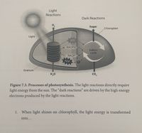 Light
Reactions
Dark Reactions
Sugar
Chloroplast
Light
ATP
NADPH
Calvin
cycle
NADP+
ADP
Granum
H,0
co,
Figure 7.3. Processes of photosynthesis. The light reactions directly require
light energy from the sun. The "dark reactions" are driven by the high energy
electrons produced by the light reactions.
1. When light shines on chlorophyll, the light energy is transformed
into...
