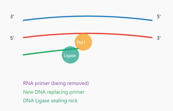 3'
5'
Ligase
5'
3'
Pol I
RNA primer (being removed)
New DNA replacing primer
DNA Ligase sealing nick