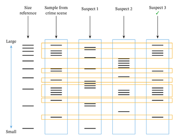 Size
reference
Sample from
Suspect 1
Suspect 2
Suspect 3
crime scene
Large
Small
|||||||