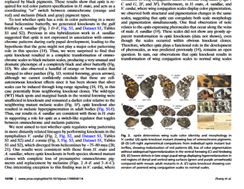 replaced by black pigments. These results show that optix is re-
quired for red color pattern specification in H. erato, and acts as a
coordinating "or" switch between ommochrome (orange and
red) and melanin (black and gray) pigment types.
To test whether optix has a role in color patterning in a more
basal heliconiine butterfly, we generated knockouts in the gulf
fritillary A. vanillae (Fig. 1 D-F, Fig. S1, and Dataset S1, Tables
S1 and S2). Previous in situ hybridization work in A. vanillae
suggested that optix is not expressed in association with ommo-
chrome patterns during early pupal development, leading to the
hypothesis that the gene might not play a major color patterning
role in this species (14). Thus, we were surprised to find that
optix knockout resulted in a complete transformation of ommo-
chrome scales to black melanin scales, producing a very unusual and
dramatic phenotype of a completely black and silver butterfly (Fig.
1D). We also observed a handful of orange or brown scales that
changed to silver patches (Fig. 1D, ventral forewing, green arrows),
although we cannot confidently conclude that these are cell-
autonomous knockout effects since it has been shown that silver
scales can be induced through long-range signaling (18, 19), in this
case potentially from neighboring knockout clones. The wild-type
(WT) black spots and marginal bands in the ventral forewing were
unaffected in knockouts and remained a darker color relative to the
neighboring mutant melanic scales (Fig. 1F). optix knockout also
resulted in melanic hyperpigmentation in adult bodies (Fig. S1A).
Thus, our results in A. vanillae are consistent with those in H. erato
in supporting a role for optix as a switch-like regulator that toggles
between ommochrome and melanin patterns.
We next aimed to test whether optix regulates wing patterning
in more distantly related lineages by performing knockouts in the
nymphalines V. cardui (Fig. 2, Fig. S2, and Dataset S1, Tables
S1 and S2) and J. coenia (Fig. 3, Fig. S3, and Dataset S1, Tables
S1 and S2), which diverged from heliconiines by ~75-80 mya (20,
21). Our results were consistent with those from H. erato and
A. vanillae, where optix knockouts in both species showed mutant
clones with complete loss of presumptive ommochrome pig-
ments and replacement by melanins (Figs. 2 A-E and 3 A-C).
One interesting exception to this finding was in V. cardui, where
10708 | www.pnas.org/cgi/doi/10.1073/pnas.1709058114
C and G, 2F, and 3F). Furthermore, in H. erato, A. vanillae, and
V. cardui, where wing conjugation scales display color pigmentation,
we observed both structural and pigmentation changes in the same
scales, suggesting that optix can coregulate both scale morphology
and pigmentation simultaneously. One final observation of note
relates to the optix-expressing pheroscales that occur along the veins
of male A. vanillae (14). These scales did not show any grossly ap-
parent transformation in optix knockouts (data not shown), even
though the scales occurred within obvious knockout clones.
Therefore, whether optix plays a functional role in the development
of pheroscales, as was predicted previously (14), remains an open
question. In sum, our observations that optix knockout results in
transformation of wing conjugation scales to normal wing scales
V.
V. cordu
Fig. 2. optix determines wing scale color identity and morphology in
V. cardui. (A) optix knockout mutant showing loss of ommochrome pigments.
(B-D) Left-right asymmetrical comparisons from individual optix mutant but
terflies, showing melanization of red patterns (8), loss of color pigmentation
without widespread hypermelanization in the ventral forewing (C) and hindwing
(D). (E) Severe defects in late stage pupal wings displaying hypermelanization in
red regions of dorsal and ventral wing surfaces (green and purple arrowheads)
compared with mosaic adult mutants in A. (F) optix knockout showing con
version of pointed wing conjugation scales to normal scales.
Zhang et al.