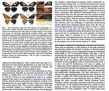 Fig. 1. optix determines wing scale color identity and morphology in H.
erato and A. vanillae. (A) optix mosaic knockouts in H. erato result in con-
version of red ommochrome color patterns to black melanin. The compari
sons shown are left-right asymmetrical knockout effects from single
individual injected butterflies. (B) Detail of mutant clone highlighted in the
mutant in A showing red replaced by black in a proximal red "dennis"
pattern of the dorsal forewing. (C-C") optix knockout mosaics showing
transformation of pointed wing conjugation scales to normal wing scales.
Each panel in the series shows successive detail. (D) optix replaces orange
and brown ommochromes in A. vanillae with melanins, resulting in a black
and silver butterfly. Arrows highlight presumptive done boundaries dis
cussed in the text. (E) Detail of a knockout clone boundary highlighting the
switch between red and black pigmentation in the ventral forewing from D.
(F) Ventral view of black spots in optix knockout mutant showing a phe-
notype similar to WT. (G and G) Wing conjugation scales in WT (G) and optix
knockout mutant (G) demonstrating a role for optix in determining A.
vanillae scale morphology.
replaced by black pigments. These results show that optix is re-
quired for red color pattern specification in H. erato, and acts as a
coordinating "or" switch between ommochrome (orange and
red) and melanin (black and gray) pigment types.
To test whether optix has a role in color patterning in a more
basal heliconiine butterfly, we generated knockouts in the gulf
fritillary A. vanillae (Fig. 1 D-F, Fig. S1, and Dataset S1, Tables
S1 and S2). Previous in situ hybridization work in A. vanillae
suggested that optix is not expressed in association with ommo-
chrome patterns during early pupal development, leading to the
hypothesis that the gene might not play a major color patterning
role in this species (14). Thus, we were surprised to find that
optix knockout resulted in a complete transformation of ommo-
chrome scales to black melanin scales, producing a very unusual and
the complete ommochrome-to-melanin switch consistently oc-
curred in dorsal wings (Fig. 2A and B), but much of the ventral
wing area showed only a loss of ommochrome and little obvious
hypermelanization (Fig. 2 A, C, and D). Importantly, however,
we recovered late-stage pupal wings from V. cardui that had died
before emergence that displayed hypermelanization of ventral
wing surfaces (Fig. 3E). We speculate that this variable strength
of ventral wing pattern melanization among individuals may re-
flect a dosage effect, with the stronger phenotypes representing
biallelic optix deletion clones. We have no direct evidence for
this, however, given the challenges in rigorously characterizing
specific alleles from individual mutant clones (16). We also re-
covered hypermelanic optix knockout pupae in both V. cardui
(Fig. S2) and J. coenia (Fig. S3). Taken together, our knockout
data from four nymphalids clearly demonstrate that optix plays a
conserved role in coordinating the color identities of butterfly
wing scales, where it operates as an "or" function between
ommochrome and melanin identities, but also may be modulated
to serve as an "and" function in some contexts, as demonstrated
by phenotypes seen in the ventral wings of V. cardui.
optix Function Is Required for Determination of Derived Scale Structures.
Along with its expression in color patterns, in situ optix expression
also precisely predicts the location of patches of derived, pointed
scales thought to play a role in conjugating forewings and hindwings
during flight (5, 14). To determine whether optix plays a role in
determining the unusual morphology of these scales, we examined
optix knockouts for changes in wing scale structure. Indeed, we
found that in all four species, optix knockout resulted in trans-
formation of wing conjugation scales to normal wing scales (Figs. 1
C and G, 2F, and 3F). Furthermore, in H. erato, A. vanillae, and
V. cardui, where wing conjugation scales display color pigmentation,
we observed both structural and pigmentation changes in the same
scales, suggesting that optix can coregulate both scale morphology
and pigmentation simultaneously. One final observation of note
relates to the optix-expressing pheroscales that occur along the veins
of male A. vanillae (14). These scales did not show any grossly ap-
parent transformation in optix knockouts (data not shown), even
though the scales occurred within obvious knockout clones.
Therefore, whether optix plays a functional role in the development
of pheroscales, as was predicted previously (14), remains an open
question. In sum, our observations that optix knockout results in
transformation of wing conjugation scales to normal wing scales