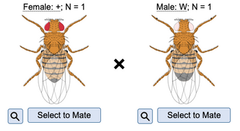 Female: +; N = 1
Male: W; N = 1
Q Select to Mate
୪
Q
Select to Mate