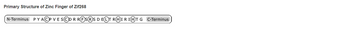 Primary Structure of Zinc Finger of Zif268
N-Terminus P Y ACP VE SCD R RFSⓇS D ELT RHIR IHT G C-Terminus