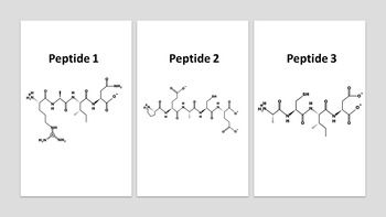 H₂N
Peptide 1
H
NH
NH₂
H
-NH₂
Peptide 2
alšíssię
SH
Peptide 3
SH
H