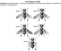 "LET'S BUILD A TREE"
Directions: Illustrated below is a group of hypothetical fly species named Species A, Species B,
Species C, and Species D.
Species A
Species B
Species C
Species D
Species E
