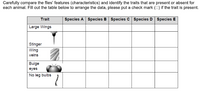 Carefully compare the flies' features (characteristics) and identify the traits that are present or absent for
each animal. Fill out the table below to arrange the data, please put a check mark (O) if the trait is present.
Trait
Species A Species B Species C Species D Species E
Large Wings
| Stinger
Wing
veins
Bulge
eyes
No leg bulbs
