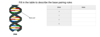 Fill in the table to describe the base pairing rules
DNA
DNA
A
Base pair
C
G
DNA
000
