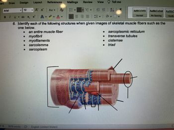 sert
Draw
Arial
B
I
Design
V 12
U ♥ ab x₂x²
Layout
A A Aav
A
D
f 14 1878 words
V
• myofibril
●
References
myofilaments
sarcolemma
● sarcoplasm
7
A
Mailings Review View
EX English (United States)
+=
=+
6. Identify each of the following structures when given images of skeletal muscle fibers such as the
one below.
an entire muscle fiber
Tell me
EL T
●
AaBbCcDdEe
Normal
● sarcoplasmic reticulum
transverse tubules
cisternae
● triad
AaBbCcDdE AaBbC
No Spacing
Headin
C