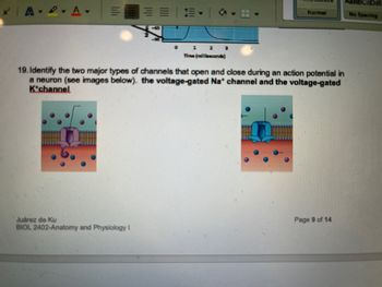 A-DA-
N
== |-|
Juárez de Ku
BIOL 2402-Anatomy and Physiology I
0 1 2 3
Time (milliseconde)
Normal
19. Identify the two major types of channels that open and close during an action potential in
a neuron (see images below). the voltage-gated Na* channel and the voltage-gated
Kichannel
Page 9 of 14
No Spacing