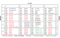 1st base
A
G
UUU Phenylalanine
UCU
Serine
UAU Tyrosine
UGU
Cysteine
UUC Phenylalanine
UCC
Serine
UAC
Tyrosine
UGC
Cysteine
UUA
Leucine
UCA
Serine
UAA
Stop
Stop
UGG Tryptophan
UGA
A
UUG Leucine
UCG
Serine
UAG
Stop
G
CUU
Leucine
CCU
Proline
CAU
Histidine
CGU
Arginine
CUC
Leucine
CC
Proline
САС
Histidine
CGC
Arginine
Proline
Glutamine
Arginine
CGG Arginine
CUA
Leucine
СА
САА
CGA
A
CUG Leucine
CCG
Proline
CAG
Glutamine
AUU Isoleucine
ACU
Threonine
AAU
Asparagine
AGU
Serine
AUC Isoleucine
ACC
Threonine
AAC
Asparagine
AGC Serine
A
AUA
Isoleucine
ACA
Threonine
AAA
Lysine
AGA Arginine
A
AUG Methionine (Start)
ACG
Threonine AAG Lysine
AGG Arginine
GUU Valine
Alanine
Aspartic Acid
Glycine
GGC Glycine
GGA Glycine
GGG Glycine
GCU
GAU
GGU
GUC Valine
GCC
Alanine
Aspartic Acid
Glutamic Acid
GAC
G
GUA
Valine
GCA
Alanine
GAA
A
GUG Valine
GCG
Alanine
GAG
Glutamic Acid
Nonpolar, aliphatic Polar, uncharged
Aromatic
Positively charged
Negatively charged
2nd base
3rd bsae
