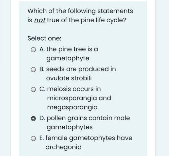 phylum coniferophyta life cycle