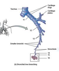 Answered: Terminal bronchiole 2 Visceral pleura 3… | bartleby