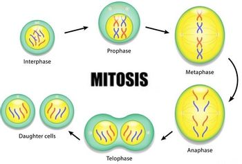 Answered: What type of cell is undergoing mitosis… | bartleby