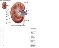 Answered: dentify the Indicated Structures K… | bartleby