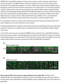 CRISPR/Cas9-guide RNA complexes hold enormous promise as aids for genome engineering in
plants and animals. The CRISPR system is almost too good to be true. You want to test just how
specific the Cas9-guide RNA complexes are; that is, whether they really recognize individual sites in
the genome, which is the basis for their touted actions. You realize that you can test their specificity
using the "DNA curtain" assay you have developed. You make the DNA curtain by tethering single
molecules of bacteriophage lambda DNA (about 50,000 nucleotides) at one end, and then stretching
them in the same direction by flowing buffer across the slide. You incubate the DNA curtain with a
highly fluorescent version of Cas9-either loaded with the guide RNA or free-and visualize the
distribution of the Cas9 by sensitive fluorescence microscopy, as shown the figure below.
A. As described in Jinek et al., what are the essential nucleic acid features that specify where Cas9
will cut? (please use six or less sentences in your answer)
B. Phage lambda DNA has a single site that perfectly matches the guide RNA. Does your experiment
support the existence of a single site that is recognized by the Cas9-guide RNA complex? Explain
your answer.
C. One of the main concerns for using the CRISPR system is that the Cas9- guide RNA will bind to
other sites that are related to the intended target (so-called off-target effects). Is there
any
evidence
for off-target binding in your experiment? Do you think the results would be any different if you had
a DNA curtain made from human chromosome 1 (about 250,000,000 nucleotides)?
(A)
RNA-loaded Cas9
12
5 µm |
(B)
RNA-free Cas9
5 μη!
Figure Legend: DNA curtain assay for target binding by Cas9-guide RNA. (A) DNA curtain
incubated with Cas9-guide RNA that matches one site in the lambda genome. Pink spots indicate
the sites where Cas9-guide RNA is located. (B) DNA curtains incubated with Cas9 in the absence of
guide RNA.
