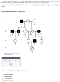 The pedigree concerns eye phenotypes in Tribolium beetles. The solid symbols represent black eyes, the open symbols represent
brown eyes, and the cross symbols (X) represent the "eyeless" phenotype, in which eyes are totally absent.
Assume that these three phenotypes are the result of three alleles of a single gene, E, where E' is black, g? is brown, and
is eyeless.
Assign a genotype to each individual in generation II.
1
2
3
II
4
7
8
II
9
10 | 11
12
IV
13
Grifths, et al, Introduction to Genetic Analysis 12e
© 2020 Macmillan Leaning
Answer Bank
E'?
E'E
What is the mode of inheritance of the eyeless phenotype?
autosomal dominant
X-linked recessive
X-linked dominant
autosomal recessive
CO
