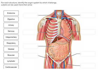 For each structure, identify the organ system to which it belongs.
Labels can be used more than once.
Endocrine
Digestive
Urinary
Nervous
Integumentary
Respiratory
Skeletal
Muscular
Lymphatic
Cardiovascular