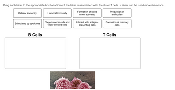 Answered: Drag Each Label To The Appropriate Box… | Bartleby