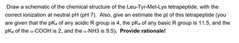 Draw a schematic of the chemical structure of the Leu-Tyr-Met-Lys tetrapeptide, with the
correct ionization at neutral pH (pH 7). Also, give an estimate the pl of this tetrapeptide (you
are given that the pKa of any acidic R group is 4, the pKa of any basic R group is 11.5, and the
pKa of the α-COOH is 2, and the a-NH3 is 9.5). Provide rationale!