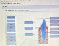 KEx. 38: Best of Homework - Anatomy of the Digestive System
Art-labeling Activity: Figure 38.12
Part A
Drag the appropriate labels to their respective targets.
Periodontal ligament
Enamel
Gingiva
Neck
Root
Cementum
Crown
Dentin
Root canal
