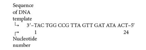 Sequence
of DNA
template
4 3'-TAC TGG CCG TTA GTT GAT ATA ACT-5'
24
Nucleotide
number
