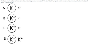 Which drawing shows the smallest concentration gradient of potassium across a cell? The size of the K* is proportional to the concentration. Intracellular fluid is inside the cell
and ISF is outside the cell.
A (K + K+
B
K+
K+
C (K+ K+
с
D (K+) K+