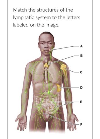 Match the structures of the
lymphatic system to the letters
labeled on the image.
A
B
D
E
FL