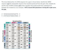 Answered: The Transcribed Portion Of A Dna… 