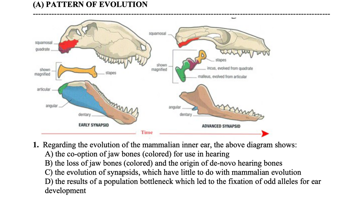 Evolution of our mammalian ancestor's ear bone