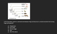 Figure 26.12b
Lancelet
(outgroup)
Lamprey
Bass
Vertebral
column
Frog
Hinged jaws
Turtle
Four limbs
Amnion
Leopard
Hair
(b) Phylogenetic tree
0 2017 Pearnen toaton, .
In the tree above, which is a derived trait between frogs and bass but is a shared ancestral trait among
frogs and leopards?
a) Hinged jaws
b) Four limbs
c) Amnion (egg)
d) Hair
e) All of the above
