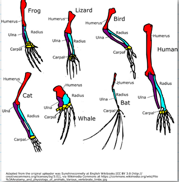 Answered: Homologous Structures (Anatomy) Answer… | bartleby