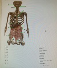 2
12
11
4.
10
5.
6.
8
7
A. pancreas
B. colon
C. small intestine
D. liver
E. gall bladder
F. pharynx
V7
G. appendix
v 8
H. stomach
v 9
1. submandibular gland (left)
v10
1 rectum
11
K. esophagus
v12
L. parotid gland (right)
2.
4.
6.
> > >
