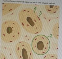 Name the numbered structures in the image below.
4.
