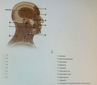 temporalis-
-3
8.
-4
A. mentalis
2
B. sternocleidoastoid
13
C. buccinator
D. platysma
E. masseter
F. orbicularis oris
G.orbicularis oculi
H. zygomaticus
1 trapezius
J. frontalis (or occipitofrontalis, to be precise)
