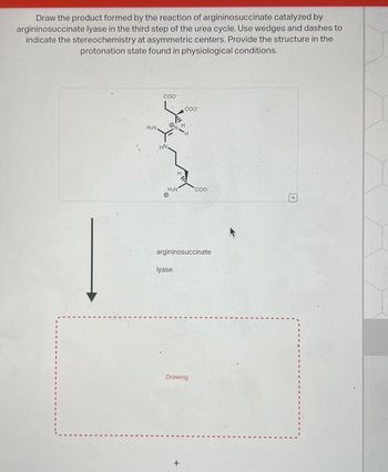 Draw the product formed by the reaction of argininosuccinate catalyzed by
argininosuccinate lyase in the third step of the urea cycle. Use wedges and dashes to
indicate the stereochemistry at asymmetric centers. Provide the structure in the
protonation state found in physiological conditions.
H₂N,
COO™
HN
O H
H₂N
COO™
H
lyase
H
argininosuccinate
COO-
Drawing
[0]