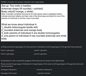 THEME 2: Consider the situation detailed in the image below
Set-up: Two traits in beetles
Antennae shape (R rounded, r pointed)
Body color(O orange, o white)
Note: Consider complete dominance for both genes where capitalized letters
indicate dominant alleles and take note of the phenotype provided for one of the
parents of individual A and the clues it provides.
What we know about Individual A
1_double heterozygote beetle with
2_rounded antennae and orange body
3_both parents of Individual A are double homozygotes
4_one parent of individual A has rounded antennae and white
body
a) Please provide the genotypes for both parents of individual A and the genotypes of the gametes they produced
Parent 1 genotype
parent 1 gametes
Parent 2 genotype
, parent 2 gametes
b) Individual A is test crossed (the progeny of this testcross are shown in the table below).
Please provide the genotype of Individual A, the genotypes of the tester and the genotypes of the gametes that each
one can produce
Genotype individual A
Genotype of the tester
Gametes individual A
I
Gametes of tester